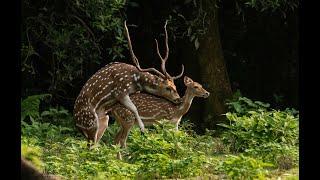 Spotted deer mating | Wild animal mating | animals mating | Spotted deer at Chitwan National Park