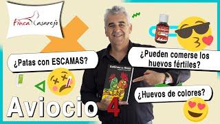 Cría de Gallinas y otras Aves de corral: preguntas y respuestas 4 