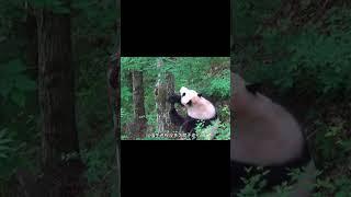 眼前这只大熊猫自己闭门谢客#熊猫生活 #panda #大熊猫 #大橙子数据 #animals #萌兰 #搞笑 #cute #funny