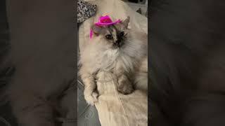 My Cat Became a Pink Cowgirl! (Ragdoll Approved) #cattok