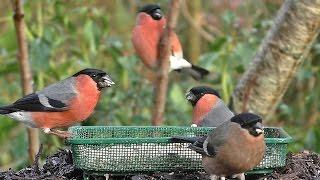 Bullfinch Bird Bonanza