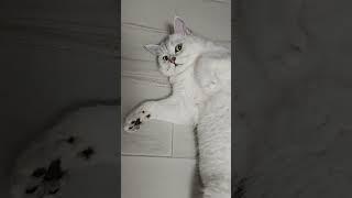 #cat #喵哥是萌新 #cute #cutecat #cutespets #貓眼觀察室 ##貓跳台 #貓咪日常 #pets