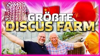 Die größte Diskus Farm der Welt!