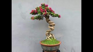 8/8 Xả Phôi Giấy Bonsai Giá Chỉ Từ 100k / Tuấn Bonsai LH 0378506569