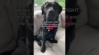 A FIGHT broke out at Doggy daycare and King Clarence the talking Labrador got involved 