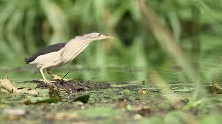 Little Bittern.  Bird catching fish.  Mysterious bird from the reeds 1080p