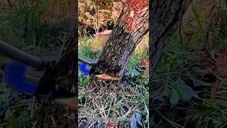 Innovative Tree Cutting Tool: Amazing Circular Blade for Effortless Tree Felling