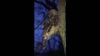 Up-close With a Barred Owl in Wisconsin