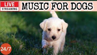 [LIVE] Dog MusicDog Calming MusicSeparation Anxiety ReliefHealing Music for Dog's Sleep15