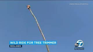 Redlands tree trimmer goes viral after wild palm tree ride | ABC7