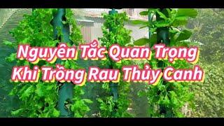 Nguyên tắc quan trọng khi rồng rau thủy canh