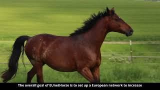 EUnetHorse Project