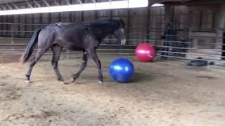 Stacy Westfall's Presto and Activity Balls by Weaver Leather