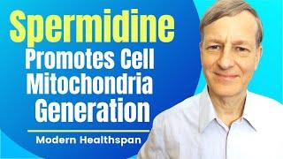 Spermidine Promotes Cell Mitochondria Generation | Review By Modern Healthspan