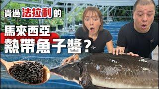 【熱帶魚子醬】馬來西亞注定失敗？全球最大原來不是俄羅斯？