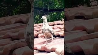 #trending:Kabutar matting #shorts #youtube #shortsfeed #birds #pigeon #mating #video #yt