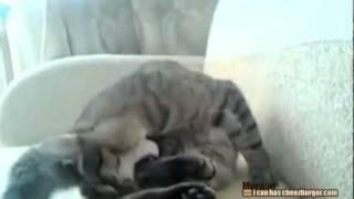 Kitteh attacked by his own legs