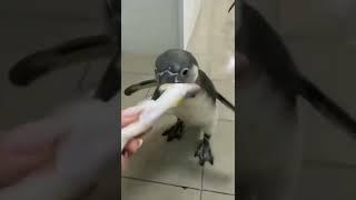 Cute penguin eating fish 