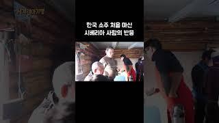 한국 소주 처음 마신 시베리아 사람의 반응 #Shorts