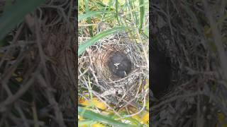 Pretty little baby #fpyシ#cute #shorts #birds #viralvideo #viralshorts #birdnest #cool