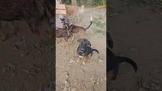 #shortvideo #viralvideo #trending #puppy