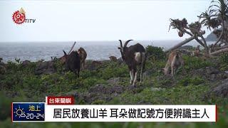 蘭嶼見山羊悠閒逛大街 體現雅美畜牧哲學 2019-03-21 IPCF-TITV 原文會 原視新聞