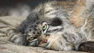 Who disturbs the sleep of George the Pallas's Cat?
