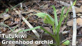 Greenhood orchid