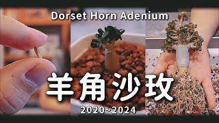 紀錄養了4年的羊角沙玫｜羊角沙漠玫瑰｜Dorset Horn Adenium【後來的肉肉】｜A&Y