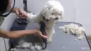 Curso Básico de Peluquería Canina : Paso 1: Corte Inicial