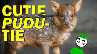 The Petite Pudu: Nature’s Most Interesting Deer