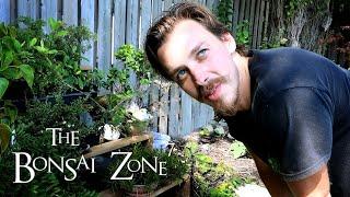 Connor's Bonsai Bench Tour, The Bonsai Zone, Aug 2020