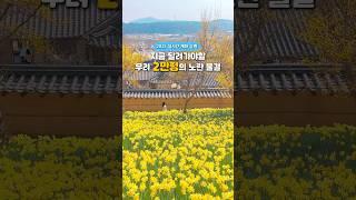 지금 달려가야할 무려 2만평의 노란 물결  #수선화명소 #수선화 #봄꽃여행 #서산여행 #서산가볼만한곳 #유기방가옥 #서산유기방가옥