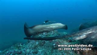 Cocos Island Tauchreise - mit der Sea Hunter zum Berg der Haie - Haitauchen in Costa Rica