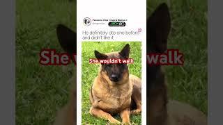 What Happened When My Dog Stepped On A Bee? #shorts