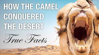 True Facts: How Camels Conquered the Desert