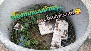 เลี้ยง​กบแบบบ้านๆในบ่อชี​เมนต์​หลังบ้านครับ.. 