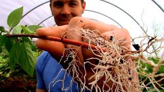 Amazing Fast Hardwood Cutting Rooting Trick | Rooting Red and Yellow Twig Dogwood Cuttings