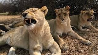 All 8 lions rest on a hot day.