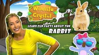 Rabbit Facts