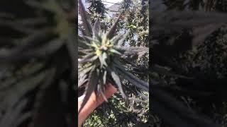 purple pineapple skunk