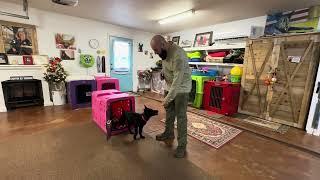 “Legacy” Dark Shadow Z Tykev Vino learning her surroundings at her new home with Canyon K9 Training