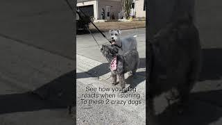 See how your dog reacts when listeningTo these 2 crazy dogs #shorts