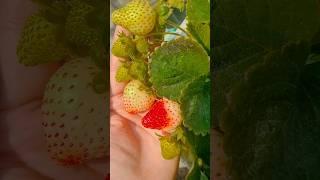 Strawberry plants life journey #organic #fruits # garden #plants #harvesting #trending #viral#shorts