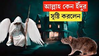 আল্লাহ কেন ইঁদুর সৃষ্টি করলেন || শয়তানের সাথে ইঁদুরের সম্পর্ক কি || Md Tamim