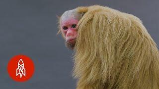 Red-Faced, Hairless and Handsome: Meet the Bald Uakari Monkey