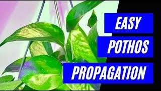 How to Propagate Pothos - The Easiest Way!