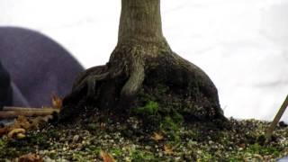 Japanese Maple bonsai tree styling possibilities Part 2