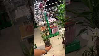 Садовый центр Green Park в Махачкале