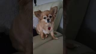 my Bella #dog #cute #chihuahua  #puppy